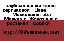 клубные щенки таксы карликовой › Цена ­ 25 000 - Московская обл., Москва г. Животные и растения » Собаки   